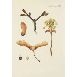 Carl Christoph Oelhafen von Schllenbach - Abbildung der wilden Bume Stauden und Buschgewchse Pl061.webp