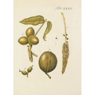 Carl Christoph Oelhafen von Schllenbach - Abbildung der wilden Bume Stauden und Buschgewchse Pl069.webp