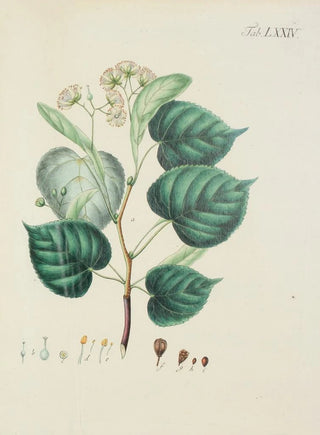 Carl Christoph Oelhafen von Schllenbach - Abbildung der wilden Bume Stauden und Buschgewchse Pl110.webp