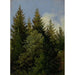 Choinki - Carl Gustav Carus — widok dzieła