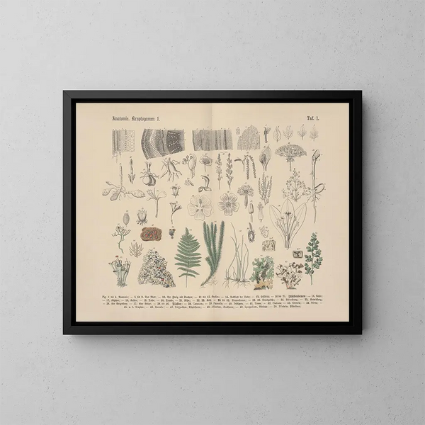 Manuel de botanique pratique en mots et en images Pl01 - Carl Hoffmann — oprawiony obraz na ścianie