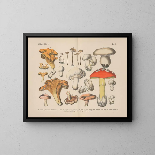 Manuel de botanique pratique en mots et en images Pl03 - Carl Hoffmann — oprawiony obraz na ścianie