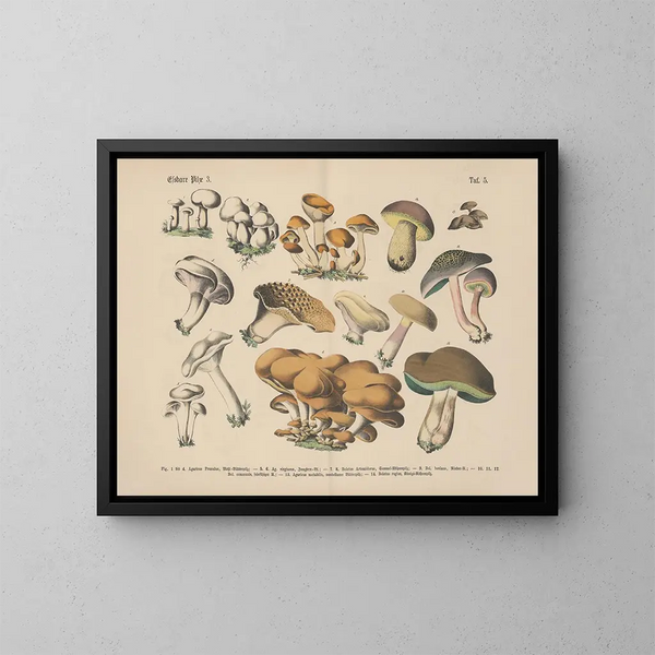 Manuel pratique de botanique en mots et en images Pl05 - Carl Hoffmann — oprawiony obraz na ścianie