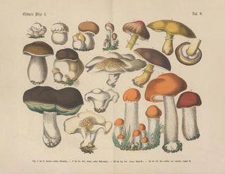 Manuel de botanique pratique en mots et en images Pl06 - Carl Hoffmann — widok dzieła