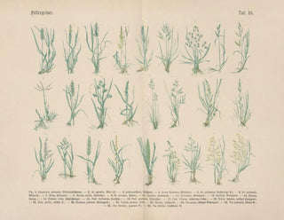 Carl Hoffmann - Lehrbuch der praktischen Pflanzenkunde in Wort und Bild Pl10.webp