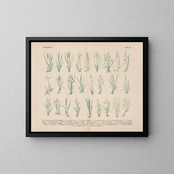 Manuel pratique de botanique en mots et en images Pl10 - Carl Hoffmann — oprawiony obraz na ścianie