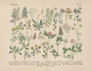 Carl Hoffmann - Lehrbuch der praktischen Pflanzenkunde in Wort und Bild Pl11.webp