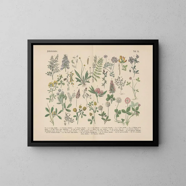 Manuel de botanique pratique en mots et en images Pl11 - Carl Hoffmann — oprawiony obraz na ścianie