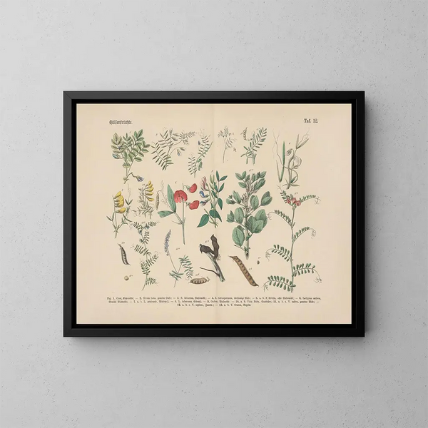 Manuel de botanique pratique en mots et en images Pl12 - Carl Hoffmann — oprawiony obraz na ścianie