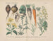 Manuel de botanique pratique en mots et en images Pl14 - Carl Hoffmann — widok dzieła