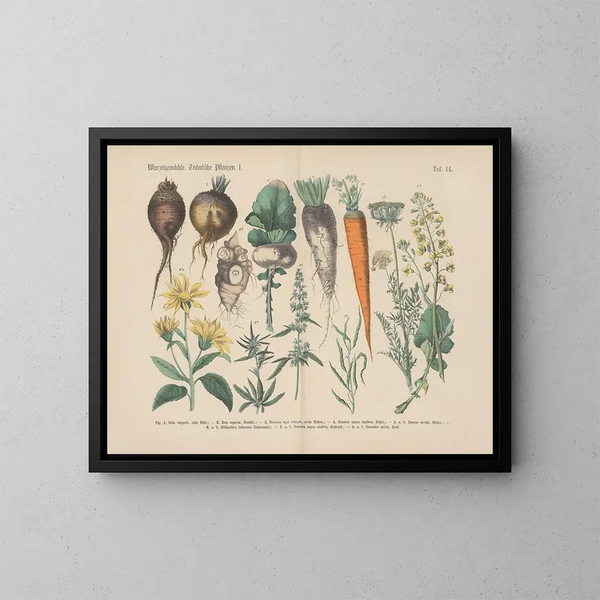 Manuel de botanique pratique en mots et en images Pl14 - Carl Hoffmann — oprawiony obraz na ścianie