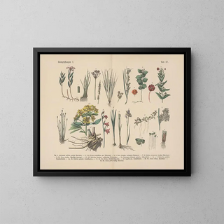 Manuel de botanique pratique en mots et en images Pl17 - Carl Hoffmann — oprawiony obraz na ścianie