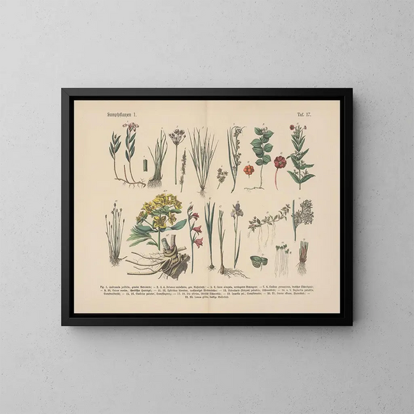 Manuel de botanique pratique en mots et en images Pl17 - Carl Hoffmann — oprawiony obraz na ścianie