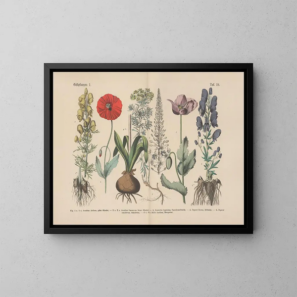 Manuel pratique de botanique en mots et en images Pl19 - Carl Hoffmann — oprawiony obraz na ścianie