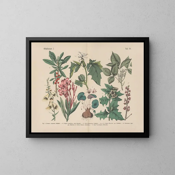 Manuel de botanique pratique en mots et en images Pl20 - Carl Hoffmann — oprawiony obraz na ścianie