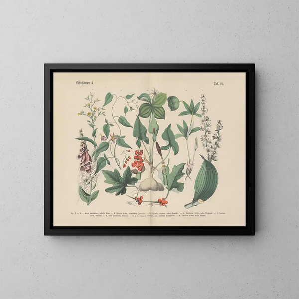 Manuel de botanique pratique en mots et en images Pl22 - Carl Hoffmann — oprawiony obraz na ścianie