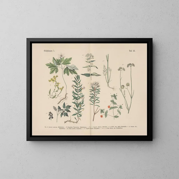 Manuel de botanique pratique en mots et en images Pl23 - Carl Hoffmann — oprawiony obraz na ścianie