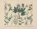 Manuel de botanique pratique en mots et en images Pl24 - Carl Hoffmann — widok dzieła
