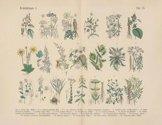 Carl Hoffmann - Lehrbuch der praktischen Pflanzenkunde in Wort und Bild Pl25.webp