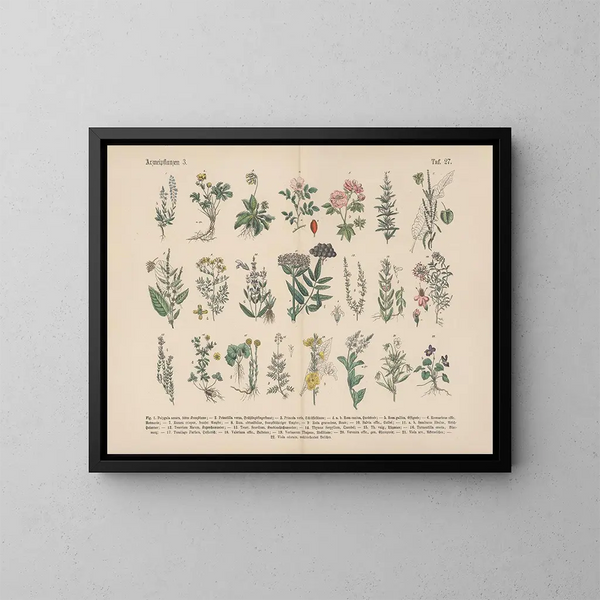 Manuel pratique de botanique en mots et en images Pl27 - Carl Hoffmann — oprawiony obraz na ścianie
