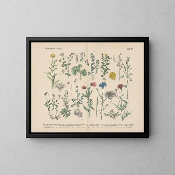 Manuel pratique de botanique en mots et en images Pl30 - Carl Hoffmann — oprawiony obraz na ścianie