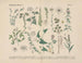Manuel de botanique pratique en mots et en images Pl31 - Carl Hoffmann — widok dzieła