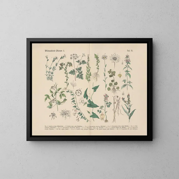 Manuel de botanique pratique en mots et en images Pl31 - Carl Hoffmann — oprawiony obraz na ścianie