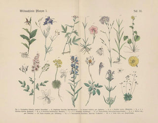 Carl Hoffmann - Lehrbuch der praktischen Pflanzenkunde in Wort und Bild Pl32.webp
