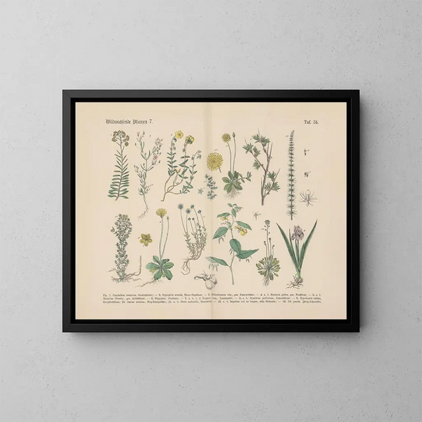 Manuel pratique de botanique en mots et en images Pl34 - Carl Hoffmann — oprawiony obraz na ścianie
