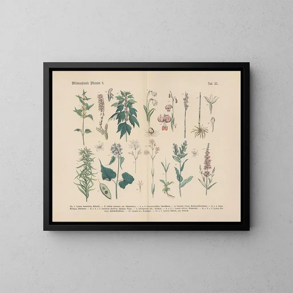 Manuel pratique de botanique en mots et en images Pl35 - Carl Hoffmann — oprawiony obraz na ścianie