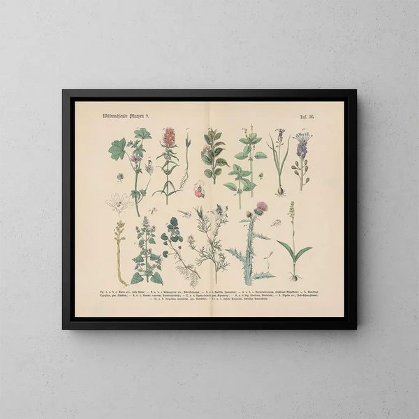Manuel de botanique pratique en mots et en images Pl36 - Carl Hoffmann — oprawiony obraz na ścianie