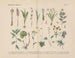 Manuel de botanique pratique en mots et en images Pl37 - Carl Hoffmann — widok dzieła