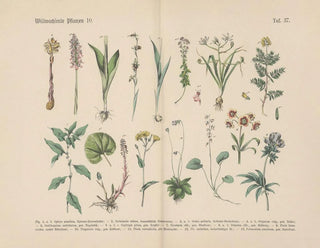 Carl Hoffmann - Lehrbuch der praktischen Pflanzenkunde in Wort und Bild Pl37.webp