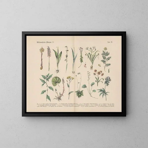 Manuel de botanique pratique en mots et en images Pl37 - Carl Hoffmann — oprawiony obraz na ścianie