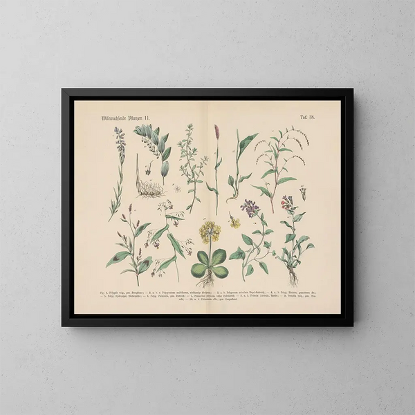 Manuel de botanique pratique en mots et en images Pl38 - Carl Hoffmann — oprawiony obraz na ścianie