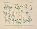 Manuel de botanique pratique en mots et en images Pl39 - Carl Hoffmann — widok dzieła