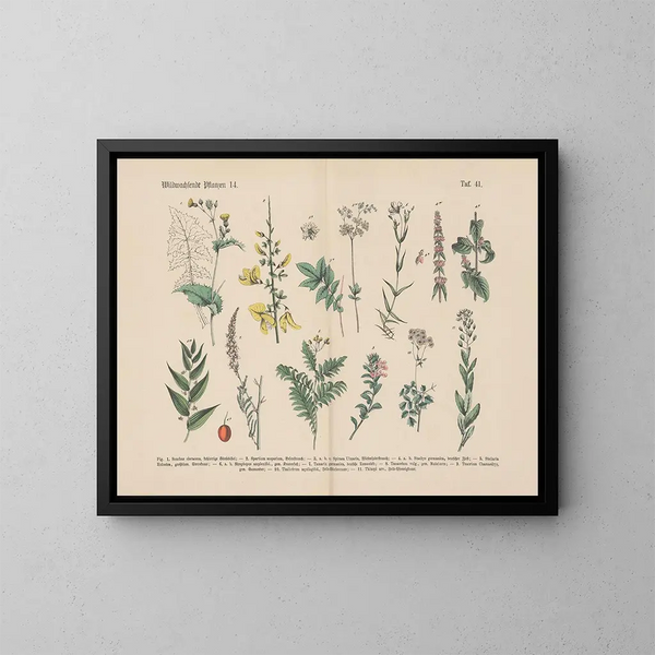 Manuel de botanique pratique en mots et en images Pl41 - Carl Hoffmann — oprawiony obraz na ścianie