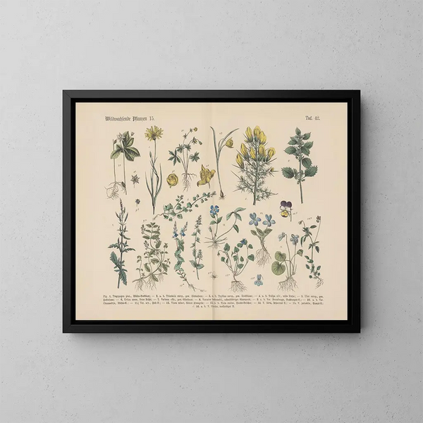 Manuel de botanique pratique en mots et en images Pl42 - Carl Hoffmann — oprawiony obraz na ścianie