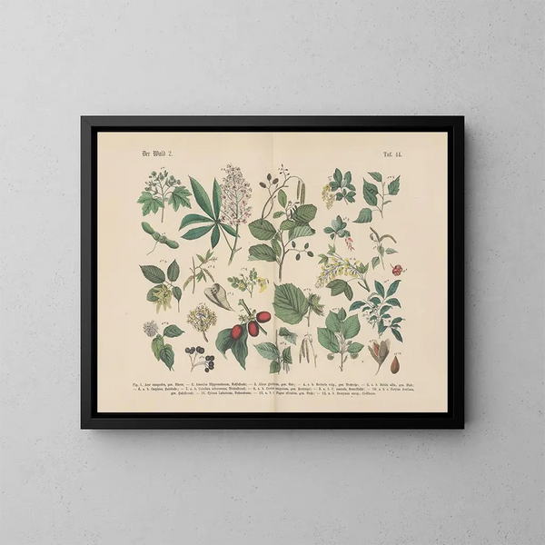 Manuel de botanique pratique en mots et en images Pl44 - Carl Hoffmann — oprawiony obraz na ścianie