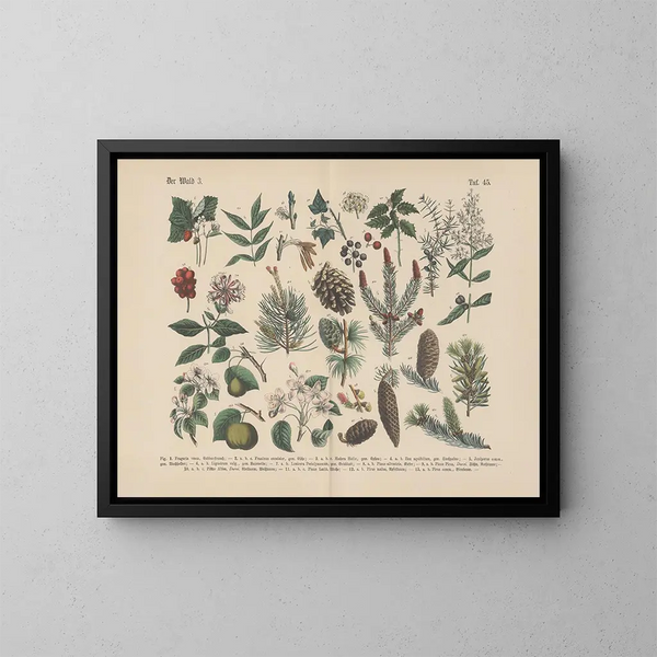 Manuel de botanique pratique en mots et en images Pl45 - Carl Hoffmann — oprawiony obraz na ścianie
