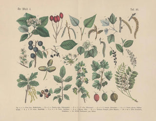 Carl Hoffmann - Lehrbuch der praktischen Pflanzenkunde in Wort und Bild Pl46.webp