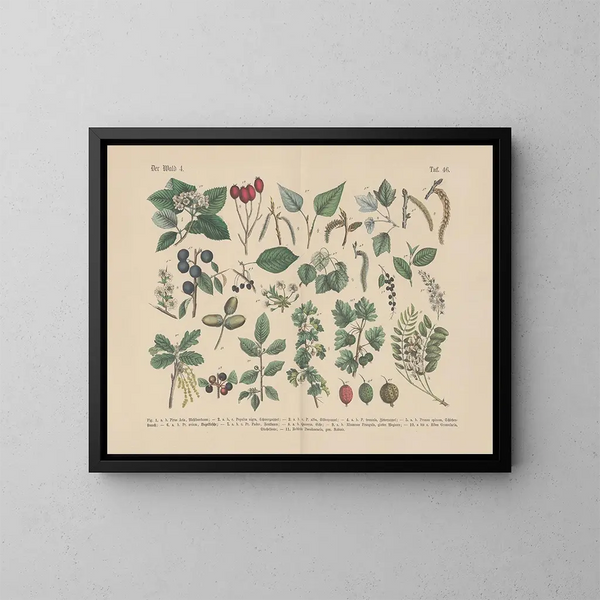 Manuel pratique de botanique en mots et en images Pl46 - Carl Hoffmann — oprawiony obraz na ścianie
