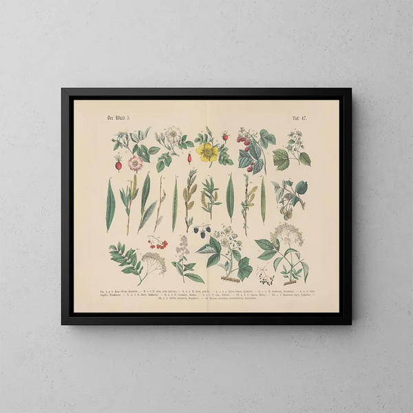 Manuel pratique de botanique en mots et en images Pl47 - Carl Hoffmann — oprawiony obraz na ścianie