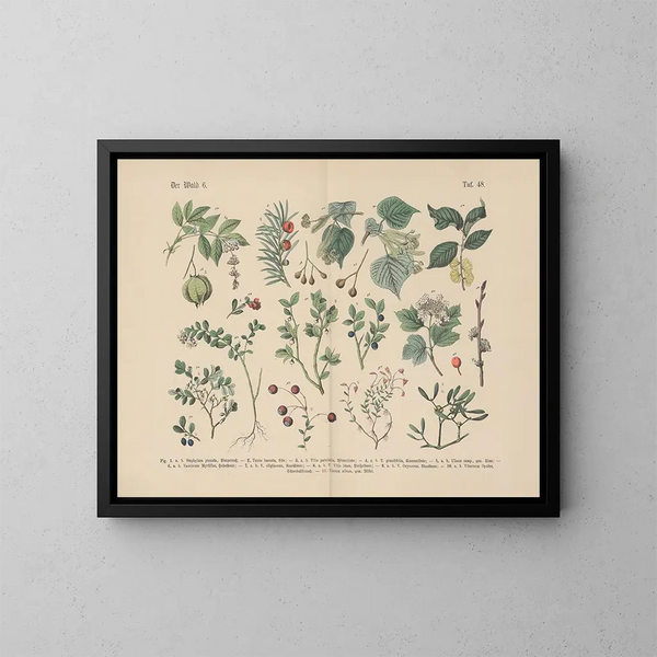 Manuel de botanique pratique en mots et en images Pl48 - Carl Hoffmann — oprawiony obraz na ścianie