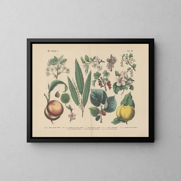 Manuel pratique de botanique en mots et en images Pl49 - Carl Hoffmann — oprawiony obraz na ścianie