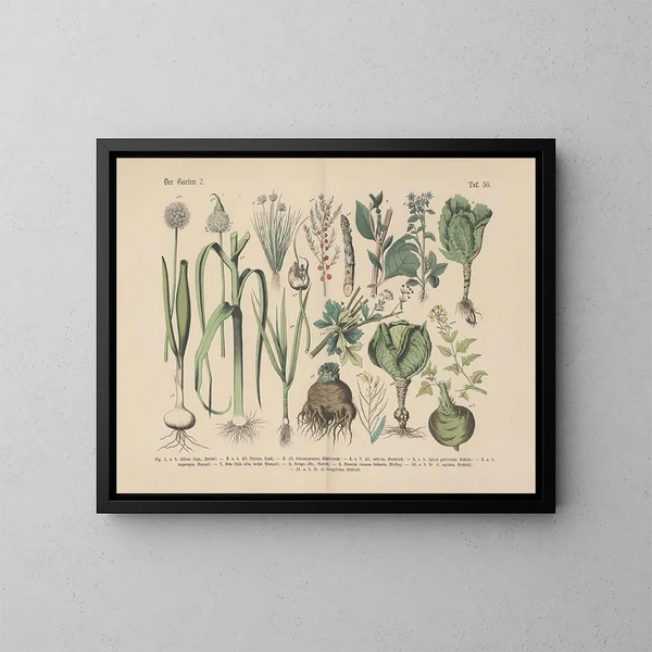 Manuel de botanique pratique en mots et en images Pl50 - Carl Hoffmann — oprawiony obraz na ścianie