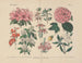 Manuel de botanique pratique en mots et en images Pl52 - Carl Hoffmann — widok dzieła