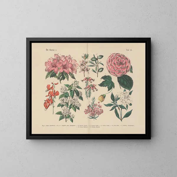 Manuel de botanique pratique en mots et en images Pl52 - Carl Hoffmann — oprawiony obraz na ścianie