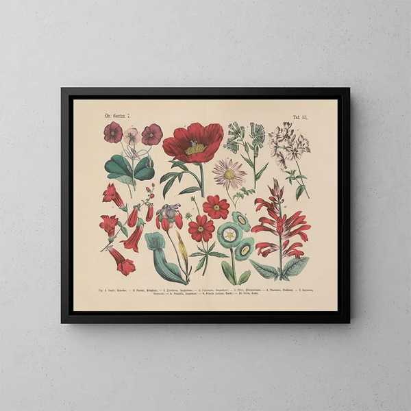 Manuel pratique de botanique en mots et en images Pl55 - Carl Hoffmann — oprawiony obraz na ścianie