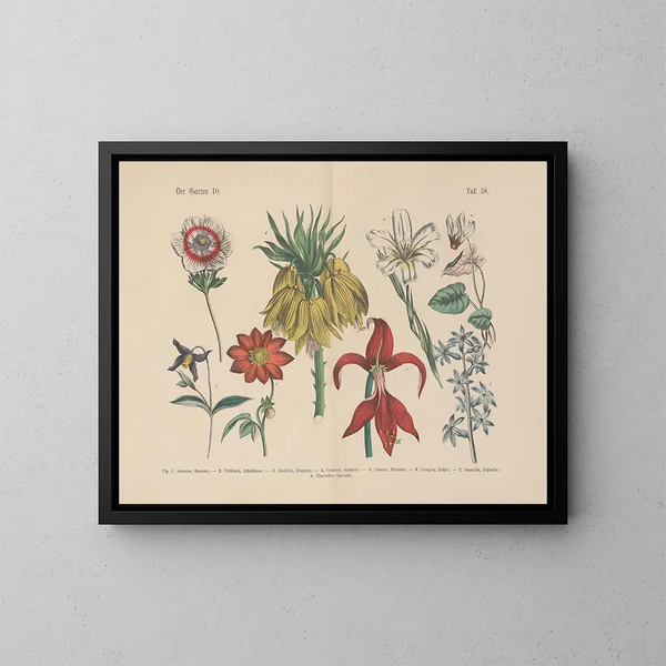 Manuel de botanique pratique en mots et en images Pl58 - Carl Hoffmann — oprawiony obraz na ścianie